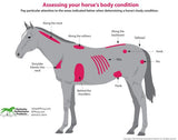 WeightGainWise-horse-Saratoga Pet Rx-8 lb-Saratoga Horse Rx